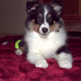Shetland Sheepdog Puppies from Stafford Shelties
