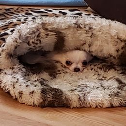 Chihuahua Puppies from Toyville Chihuahuas
