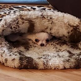 Chihuahua Puppies from Toyville Chihuahuas
