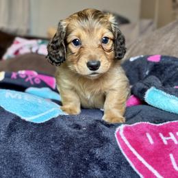 Mike - Red male Dachshund puppy in Hornbeck, Louisiana from A&Z Mini Dachshunds