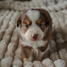Vivian - Red tri-color female Miniature American Shepherd puppy in Fresno, California from Alpine Tails