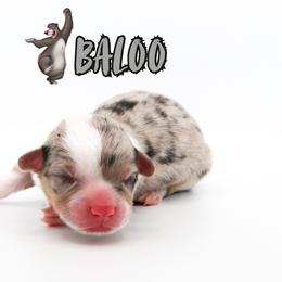 Baloo - Blue merle and white male American Corgi puppy in Star City, Arkansas from T4 Farms