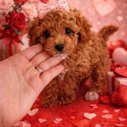 Angelina - Red  female Poodle puppy in Hernando Beach, Florida from Minipupps