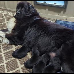 Male 2 - Black male Newfoundland puppy in Burfordville, Missouri from Umfleet Farms