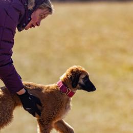 Afghan Hounds from Kominek Afghan Hounds