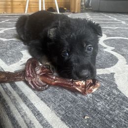 Red Girl - Bi-color German Shepherd puppy in Encampment, Wyoming from Buckelwürmer German Shepherds