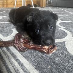 Red Girl - Bi-color German Shepherd puppy in Encampment, Wyoming from Buckelwürmer German Shepherds