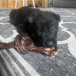 Red Girl - Bi-color German Shepherd puppy in Encampment, Wyoming from Buckelwürmer German Shepherds