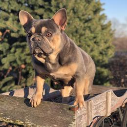 French Bulldogs, Maltese, and Poodles from SilverLining highlands and hounds