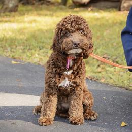 Astrid - Cockapoo