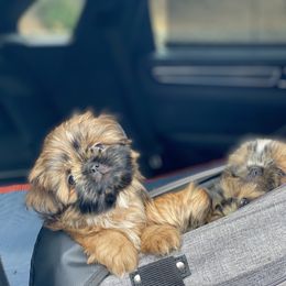 Shih Tzu Puppies from Once in a Lifetime Shih Tzu