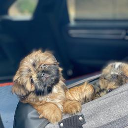 Shih Tzu Puppies from Once in a Lifetime Shih Tzu