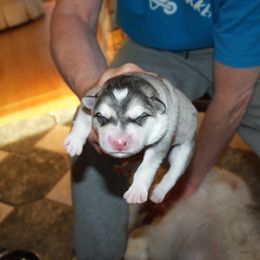 Rembrandt - Alaskan Malamute puppy in Cokato, Minnesota from WinterStarz Alaskan Malamutes