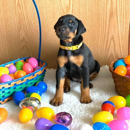 Doberman Pinscher Puppies from Jensen Dobermans