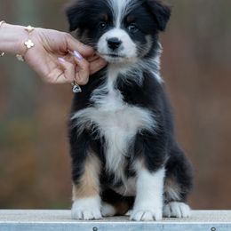 Girl 3 - Black tri-color female Australian Shepherd puppy in Newtown, Connecticut from Stepping Stone Kennel