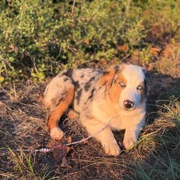 Malibu - Blue merle female Miniature American Shepherd puppy in Groesbeck, Texas from Empire Miniature American Shepherds