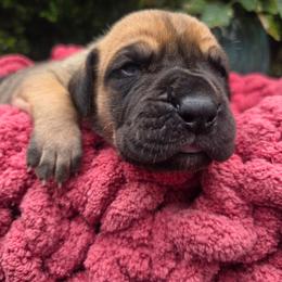 M'Lynn - Fawn female Great Dane puppy in Granby, Missouri from HCR Great Danes