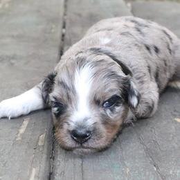 Lilo - Blue merle female Australian Shepherd puppy in Macon, Georgia from Shaina’s Shepherds