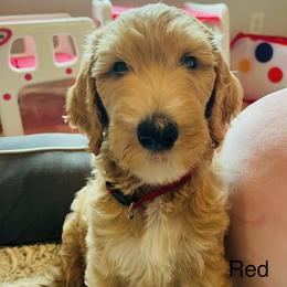 Red - Cream female Goldendoodle puppy in Humble, Texas from Donna Bear and the Golden Doodles