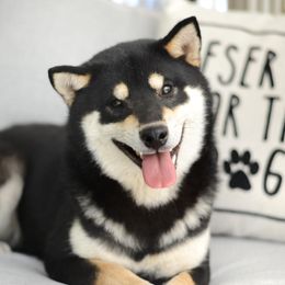 Hiatari - Shiba Inu