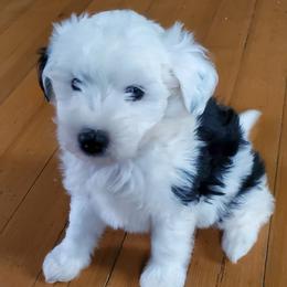 Daffy - Black and white female Sheepadoodle puppy in Bellevue, Iowa from Fluffy Wonders Poms and Doodles