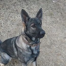 Sypha - German Shepherd