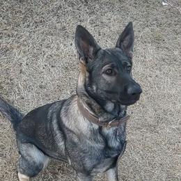 Sypha - German Shepherd