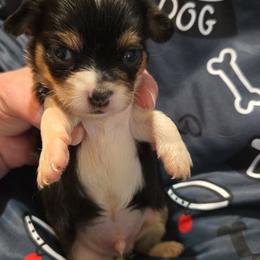 Comet - Black and tan male Chihuahua puppy in Kyle, Texas from joy of chihuahuas tx