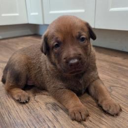 Rapunzel (Liver malinois female) - Gold brindle female Dutch Shepherd puppy in Signal Mountain, Tennessee from Torgun Police Dogs