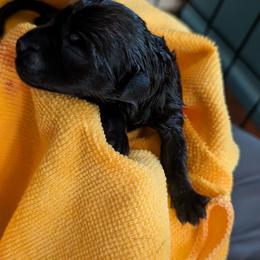 Nipsey Daiser - male Patterdale Terrier puppy in Yucaipa, California from Moormont Kennels