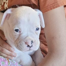 Nolan - White male Boxer puppy in Lago Vista, Texas from Love and Loyalty Boxers