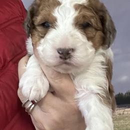 Juliet - female Australian Mountain Doodle puppy in Lincoln, Nebraska from GRand Doodles