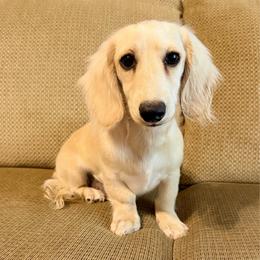 Ollie - Dachshund