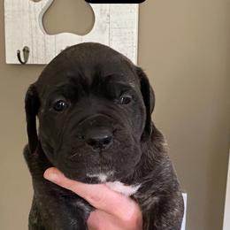 Girl 1 - Black brindle female Cane Corso puppy in Olympia, Washington from Grayling Dawn Cane Corso