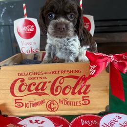 Calypso - Brown roan female Cockapoo puppy in Holton, Indiana from MoonShine Babies