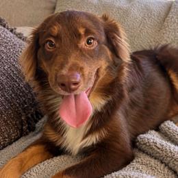 Eddie - Red tri male Toy Australian Shepherd puppy in Union Grove, North Carolina from Grove Farm