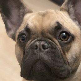 French Bulldogs from Bellafrenchie