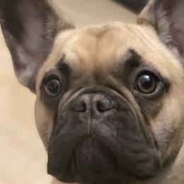 French Bulldogs from Bellafrenchie