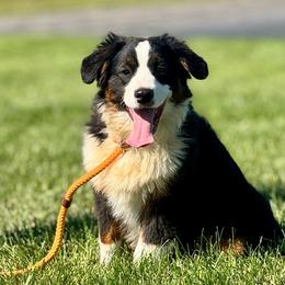 Marley - Black tri male Miniature American Shepherd puppy in Ash Grove, Missouri from 3 Barrels Farms, LLC