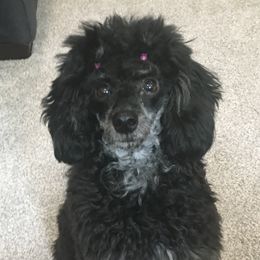 Jazzy - Poodle