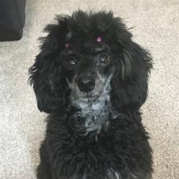 Jazzy - Poodle