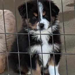 Uncle Eric - Black tri male Miniature Australian Shepherd puppy in Midway, Texas from L Bar W Aussie Ranch