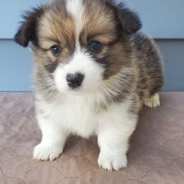 Pembroke Welsh Corgi Puppies from Cozy Corgi Ranch