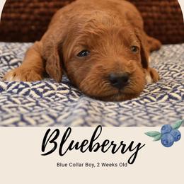 Blueberry - Apricot male Goldendoodle puppy in Batavia, Ohio from Cozy Cove Goldendoodles