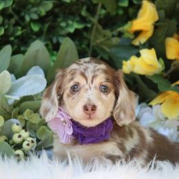 Marigold - Chocolate and cream female Dachshund puppy in Woodbine, Georgia from Walker's Minidachs