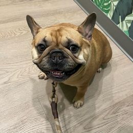 Honey - French Bulldog
