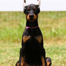 Margaery - Black and rust female Doberman Pinscher puppy in Rockwall, Texas from Elitehaus