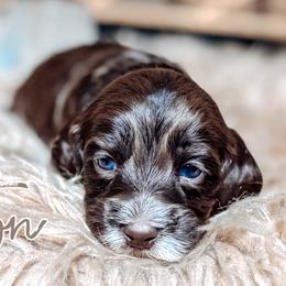 Blanton - Chocolate male Australian Labradoodle puppy in Decatur, Alabama from Southern Meadows Doodles