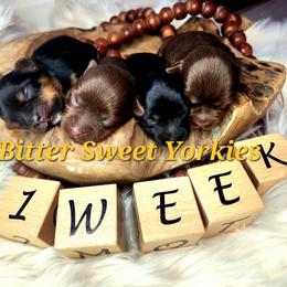 Males 1 - Chocolate and tan male Yorkshire Terrier puppy in Waldorf, Maryland from Bitter Sweet Yorkies