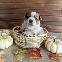 Girl 4 - Orange Collar - Red speckled female Australian Cattle Dog puppy in Nevada, Missouri from Back Road Dog Company, LLC